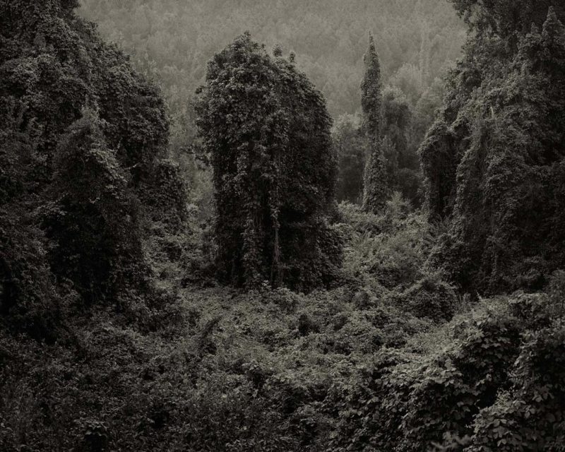 01_kudzu
